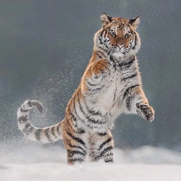 Avatar of FritterFratter