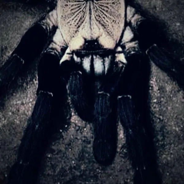 Avatar of ShadowTarantula