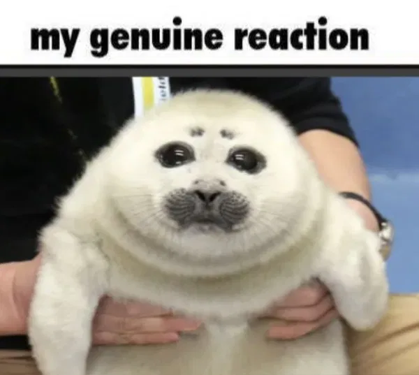 Avatar of TheRandomDawg