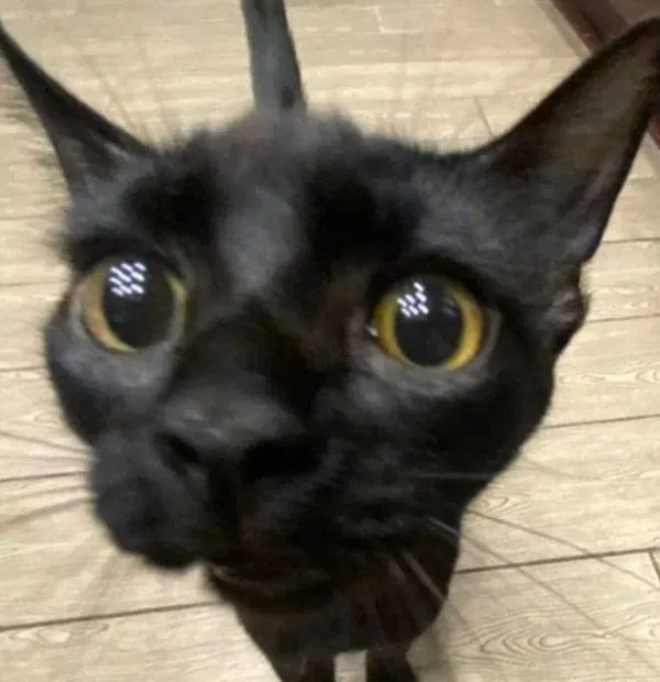 Avatar of ElizabethMakesBots