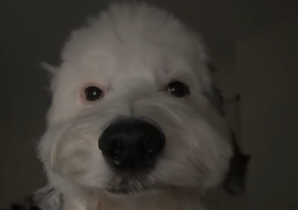 Avatar of pooka12345