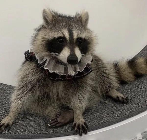 Avatar of bugsbucky