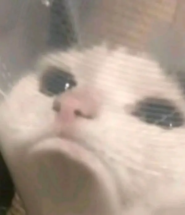 Avatar of SillyFerret