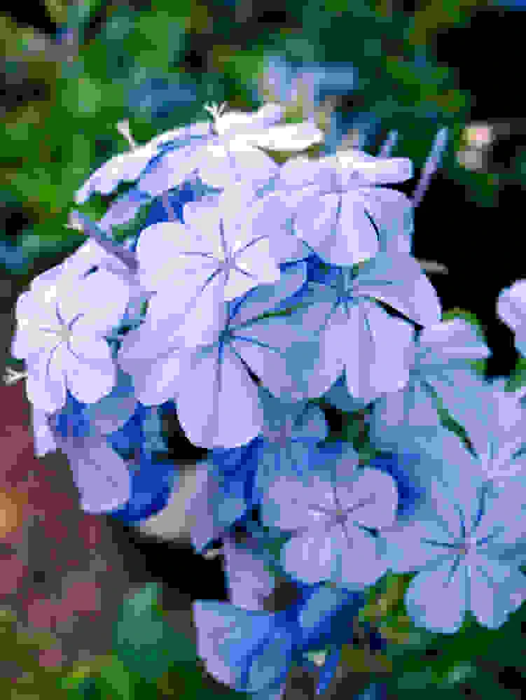 Avatar of violetfox73