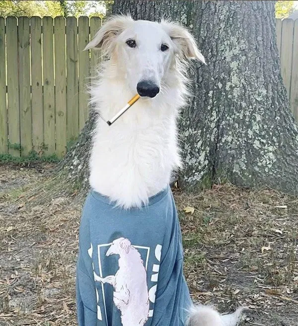 Avatar of EpicPaws