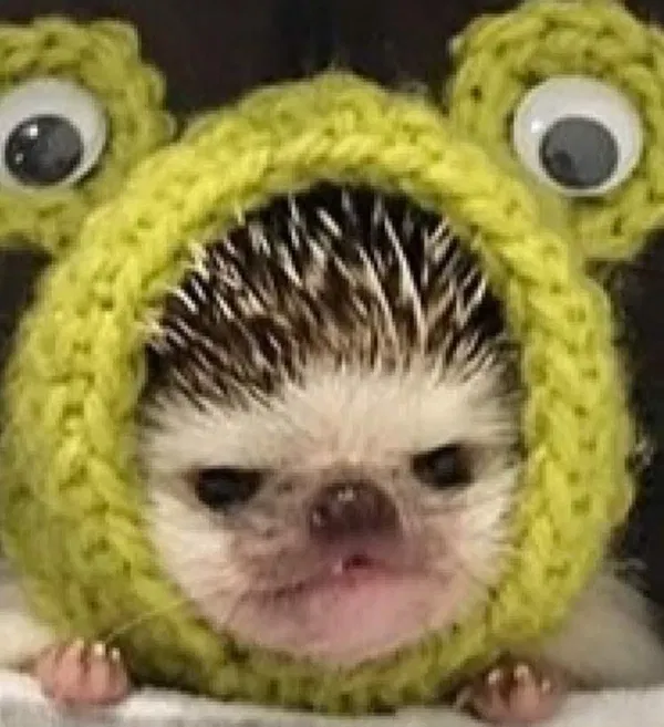 Avatar of NumNum