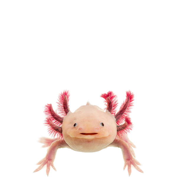 Avatar of ToasterRoonie