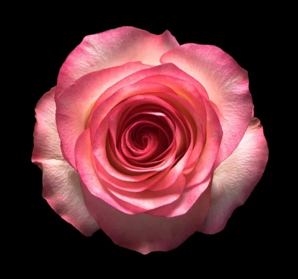 Avatar of Rose_is_a_flower