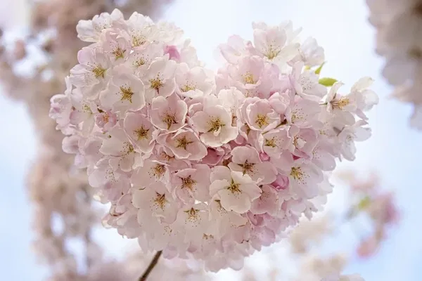 Avatar of Kokoro_flower