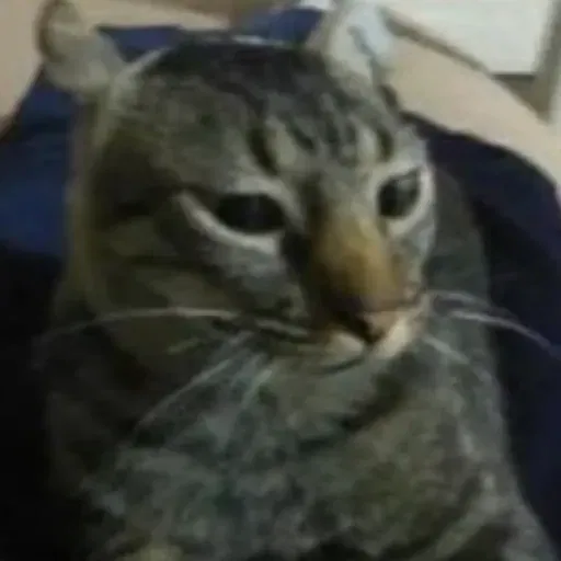 Avatar of Bleghu