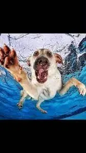 Avatar of Dawg_What_Is_This