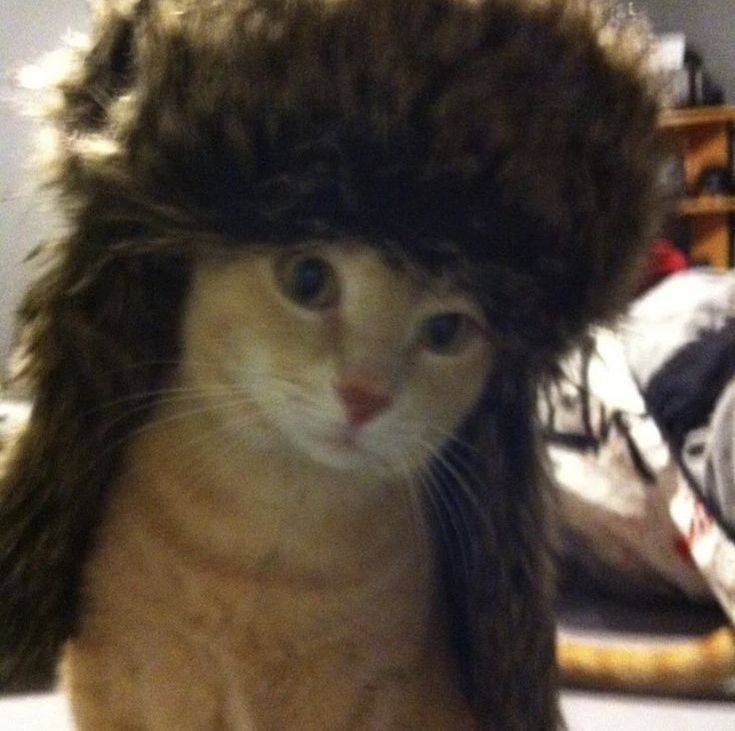 Avatar of dinonuggets