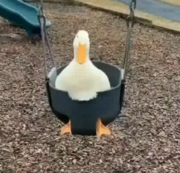 Avatar of Goose_w!thaknife