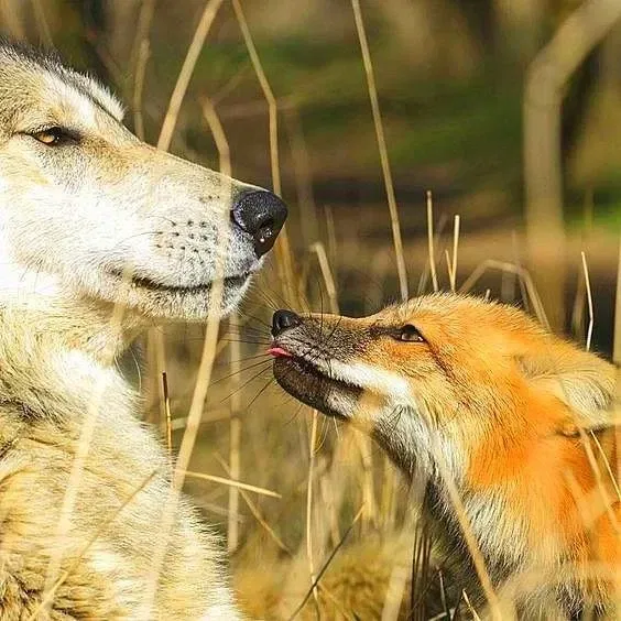 Avatar of MountainFox
