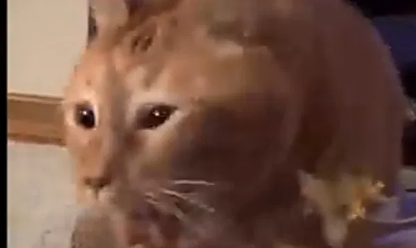 Avatar of someonethatexists8