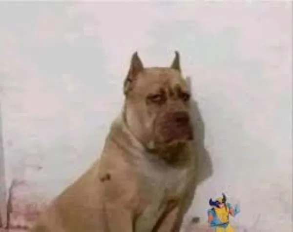 Avatar of Lvl69 gyat rizz