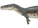 Avatar of Poposaur