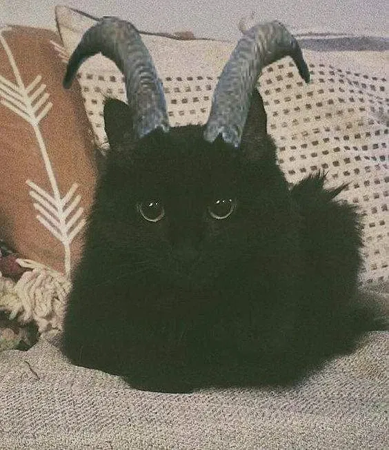 Avatar of Kittenessence