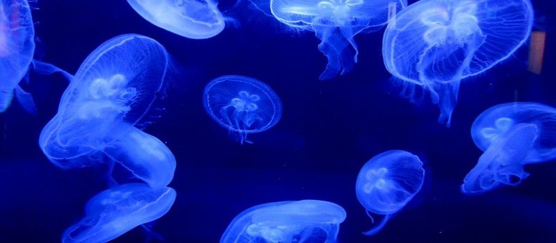 Avatar of CosmicAquarium