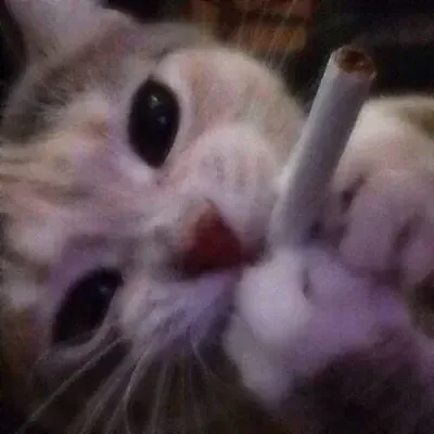 Avatar of s8ncheese