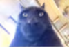 Avatar of Pye