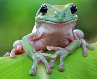 Avatar of Bean__Fae