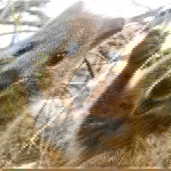 Avatar of QUOKKA