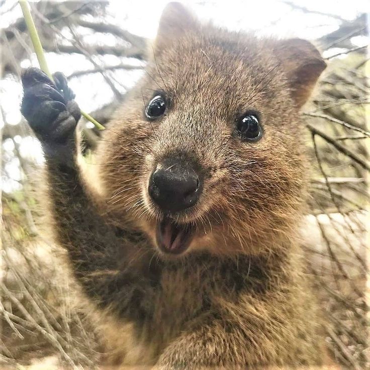 Avatar of QUOKKA