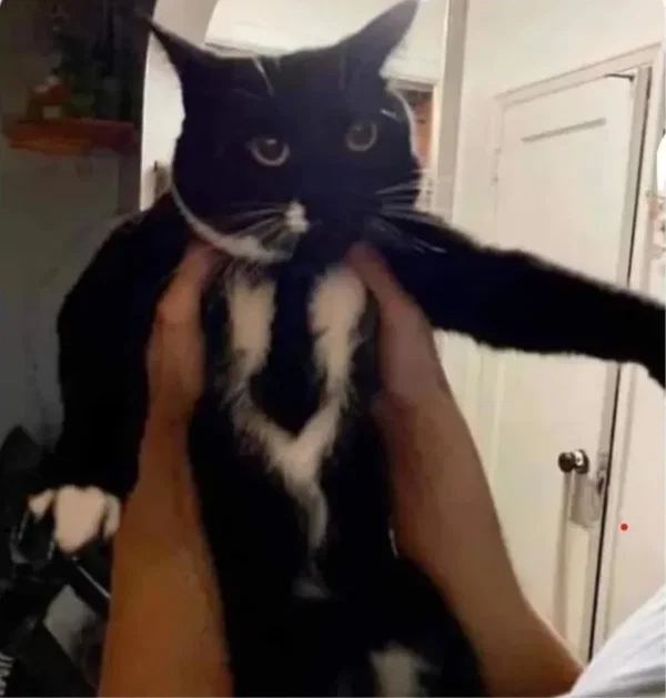 Avatar of Manager_Cat