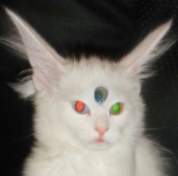 Avatar of Stealthgecko