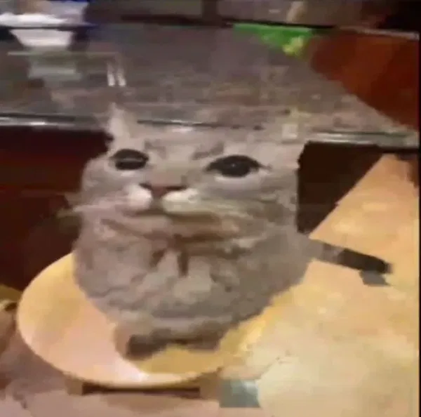 Avatar of pachinora