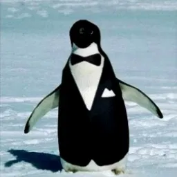 Avatar of Penguin guy