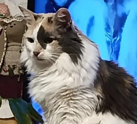 Avatar of Miss Lisa