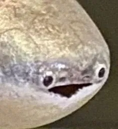 Avatar of weirdahhfish
