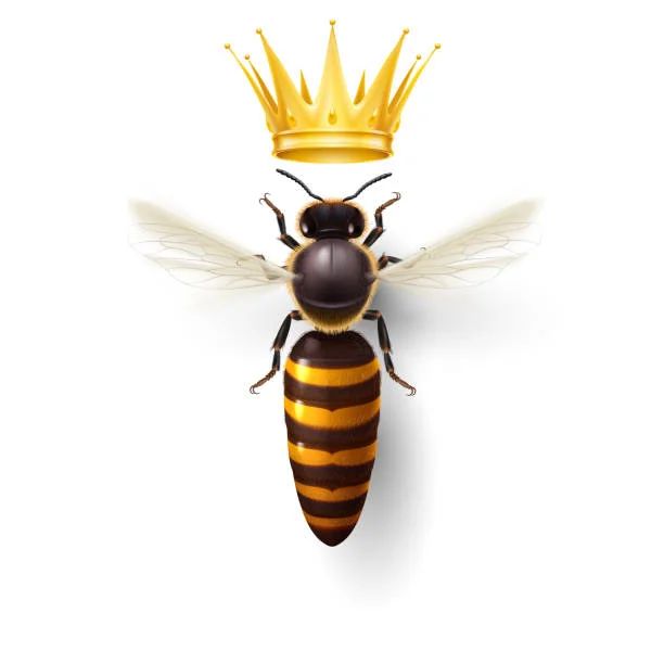 Avatar of JN3XUS