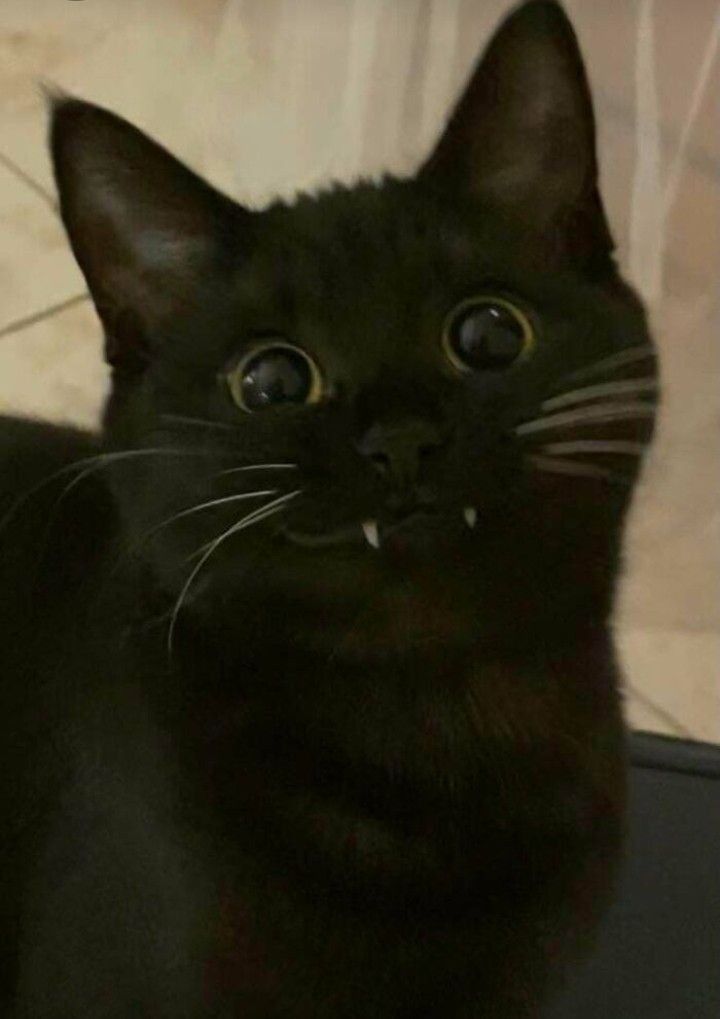 Avatar of Catvamp
