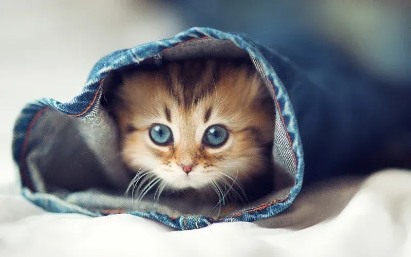 Avatar of kittykaaat
