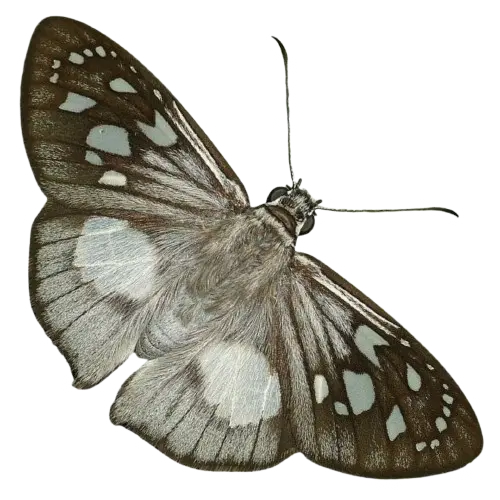 Avatar of L_ore