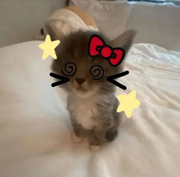 Avatar of Theyluvash