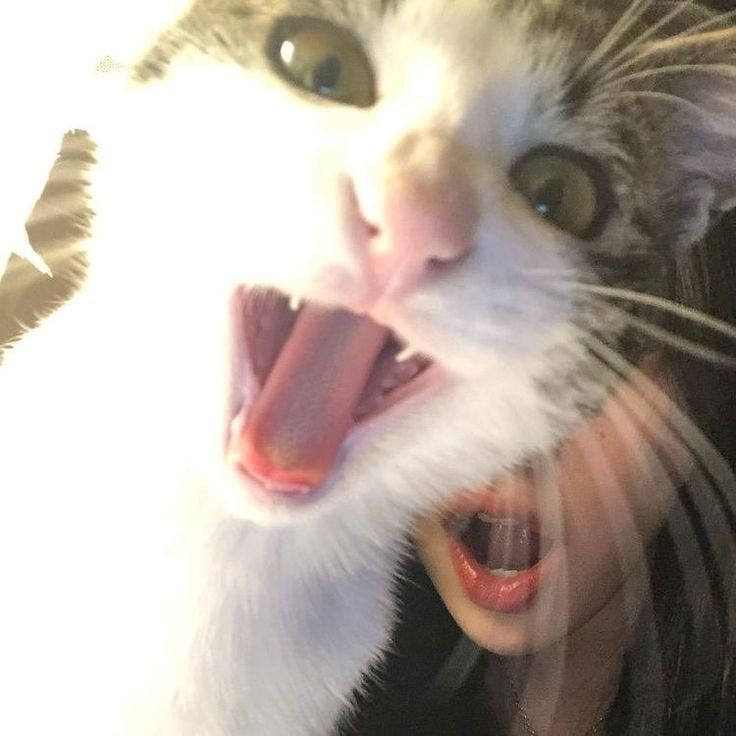 Avatar of Jazzybecooll