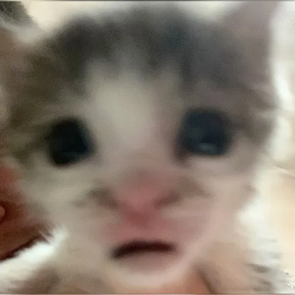 Avatar of LILBeeswax