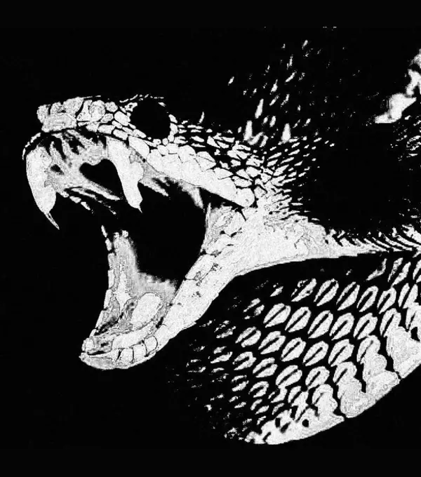 Avatar of SnakeIsSilly