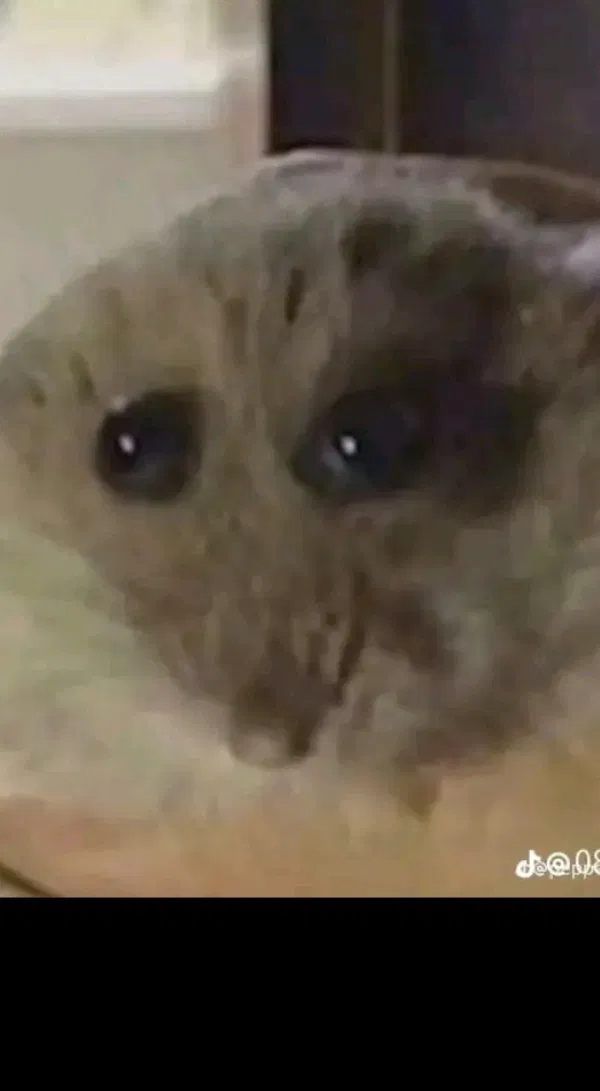 Avatar of PenguZ