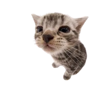 Avatar of pyxiscon