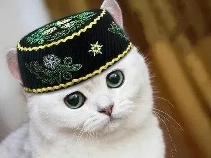 Avatar of Петр2000v