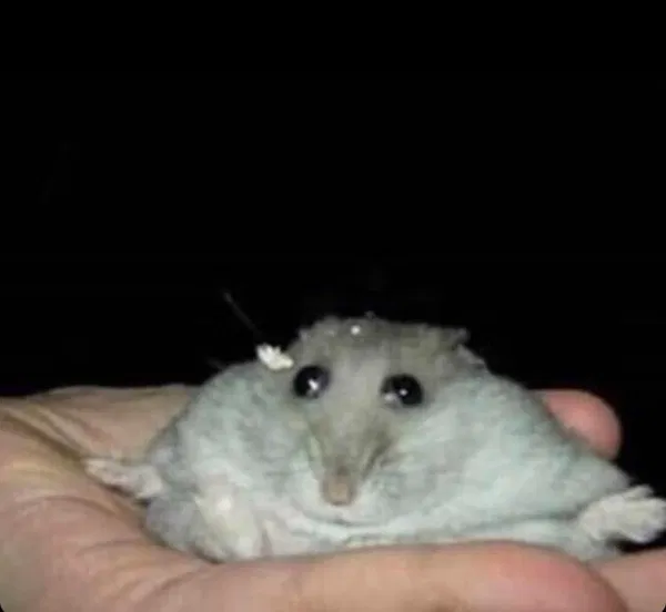 Avatar of Peasant0