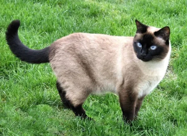 Avatar of SillyCatBoy