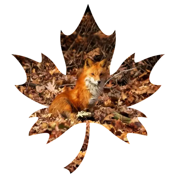 Avatar of Overgrownforest_