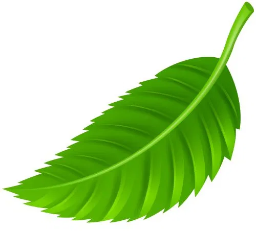 Avatar of SUMMER LEAF