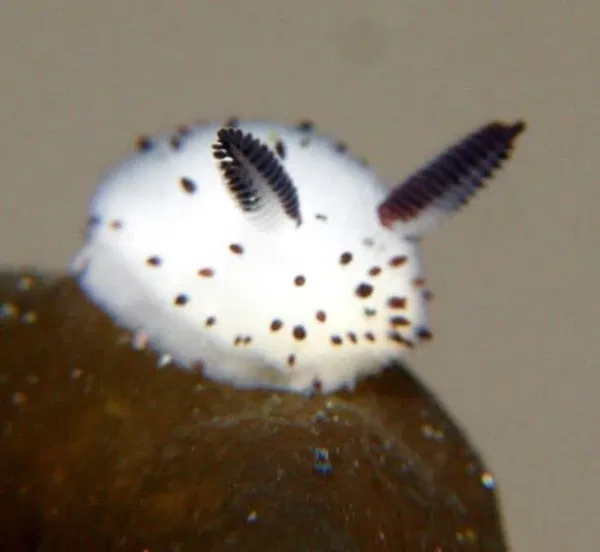 Avatar of MushroomMoths